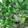 Chrome-diopside